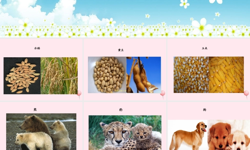 五年级科学下册 4.1《从种瓜得瓜说起》课件3 湘教版-湘教版小学五年级下册自然科学课件