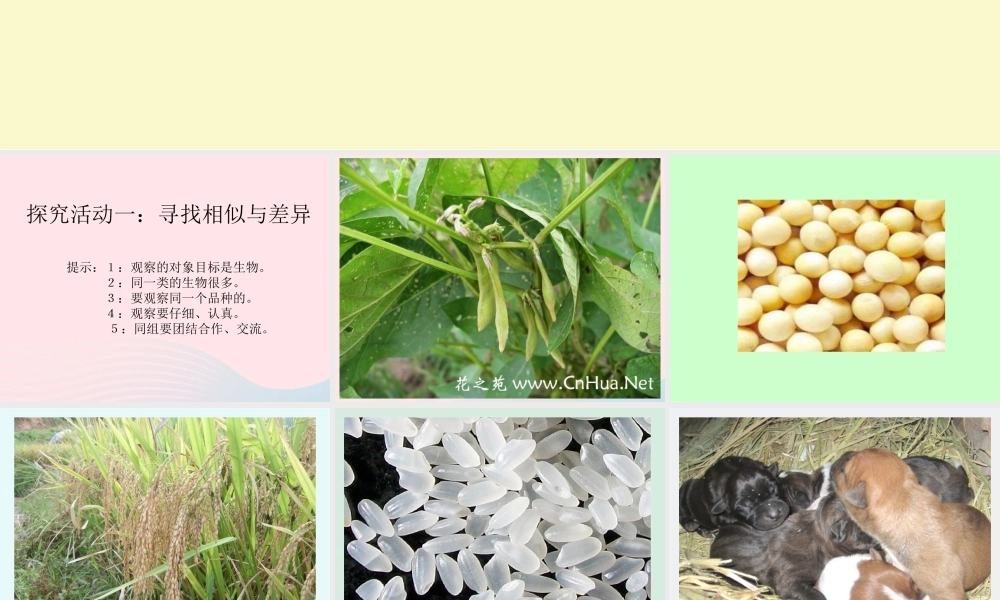 五年级科学下册 4.1《从种瓜得瓜说起》课件5 湘教版-湘教版小学五年级下册自然科学课件