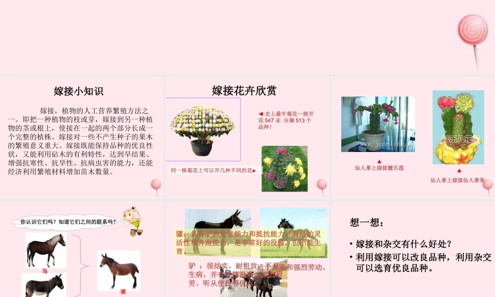 五年级科学下册 4.2《找遗传规律，育良种》课件2 湘教版-湘教版小学五年级下册自然科学课件