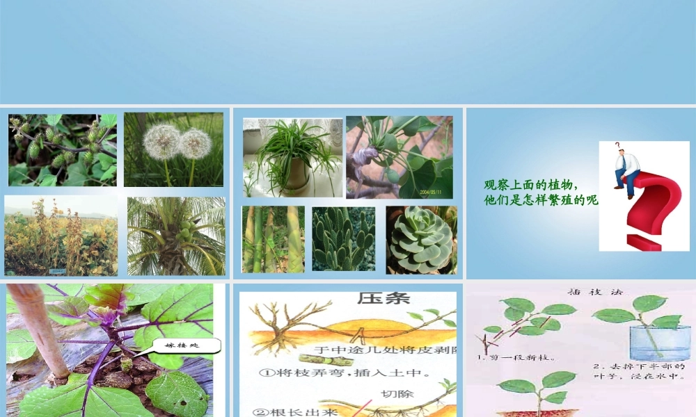 五年级科学下册 不用种子也能繁殖吗1课件 苏教版