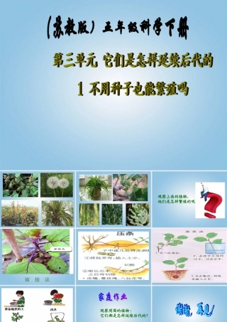 五年级科学下册 不用种子也能繁殖吗1课件 苏教版