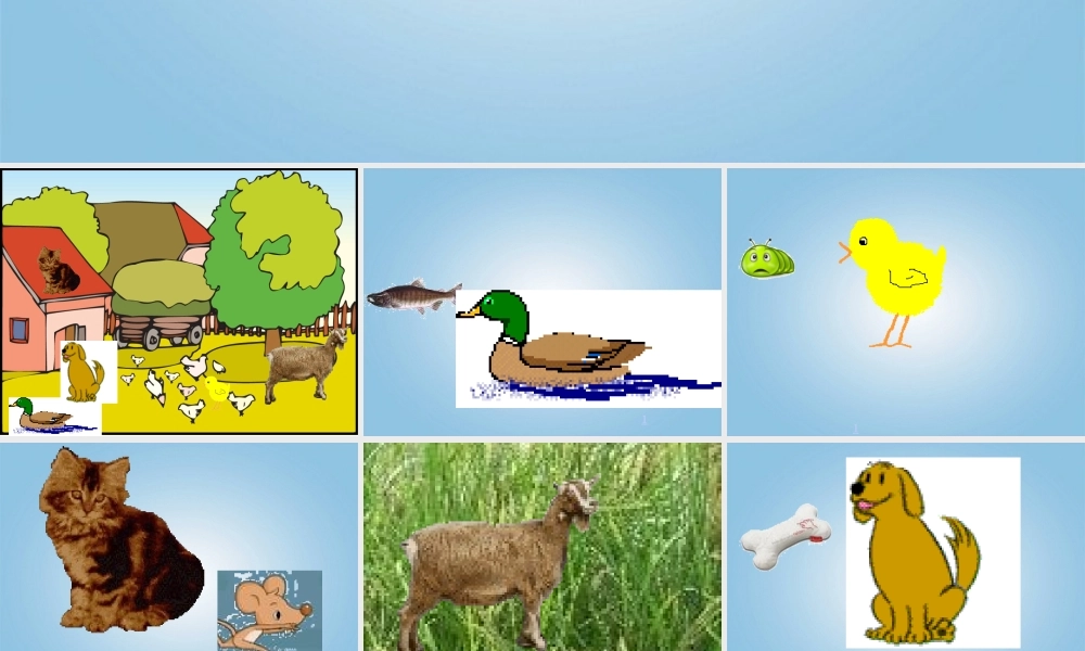 五年级科学下册 动物吃什么1课件 鄂教版