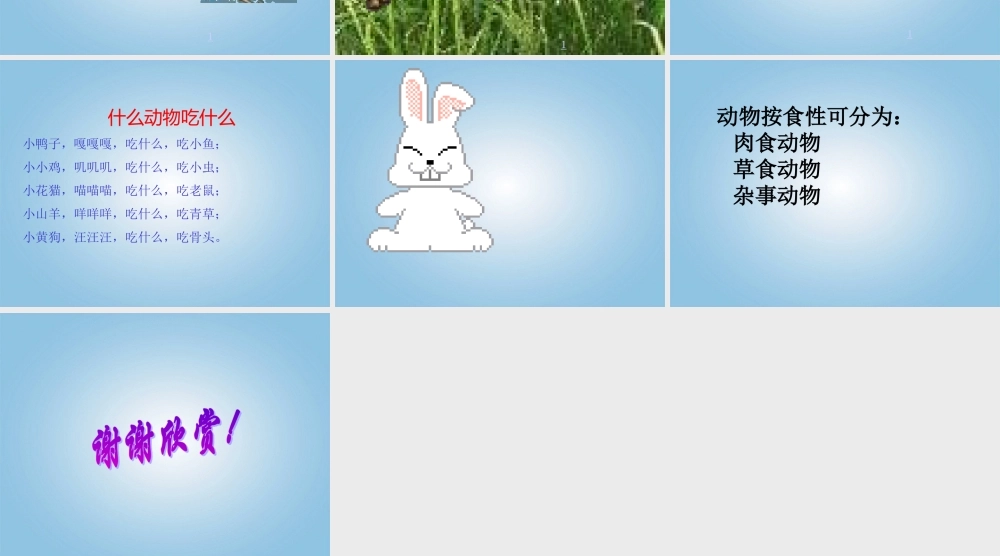 五年级科学下册 动物吃什么1课件 鄂教版