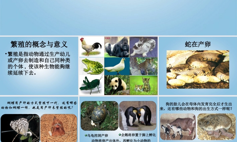 五年级科学下册 动物的繁殖1课件 鄂教版
