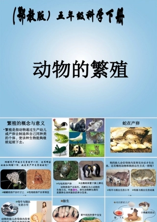 五年级科学下册 动物的繁殖1课件 鄂教版