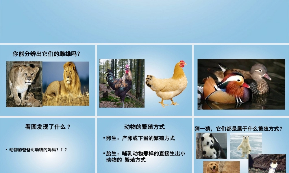 五年级科学下册 动物的繁殖2课件 鄂教版