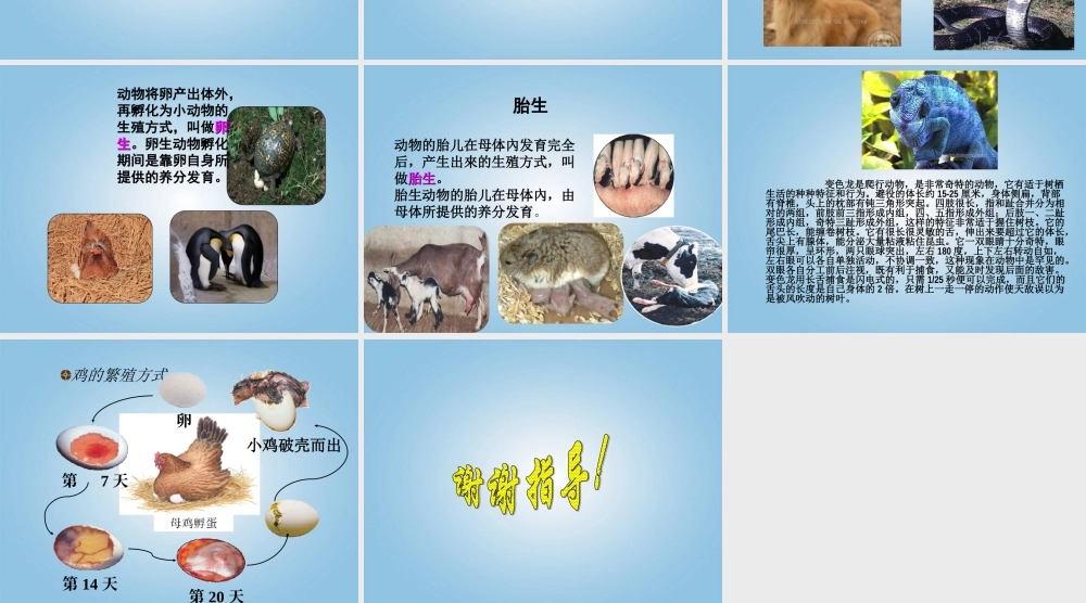 五年级科学下册 动物的繁殖2课件 鄂教版