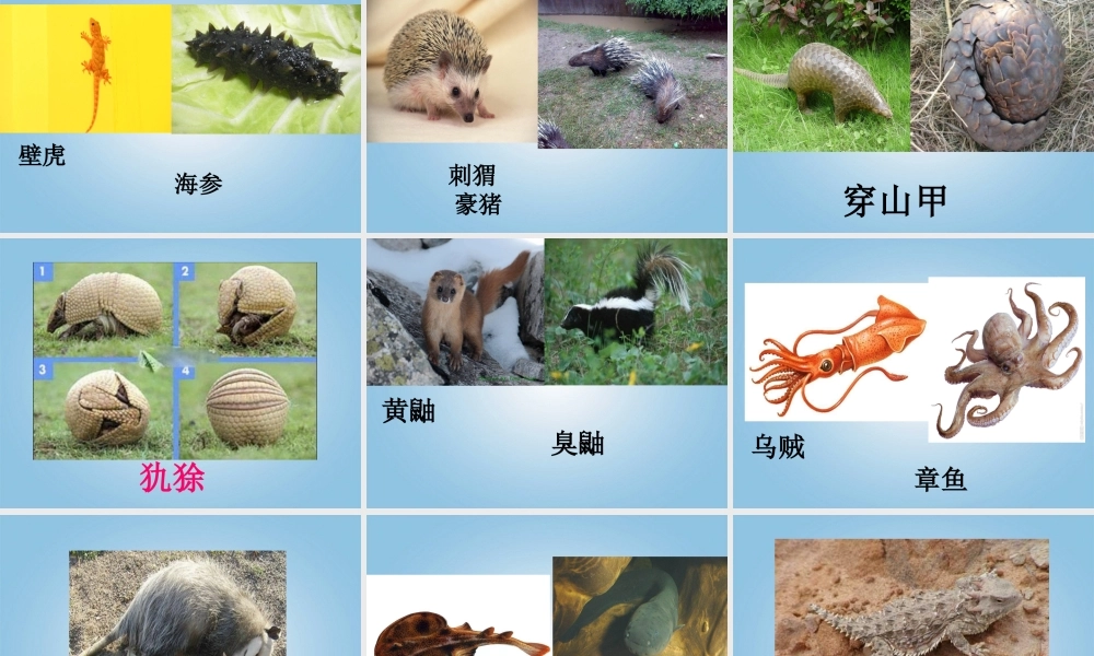 五年级科学下册 动物的防御1课件 鄂教版