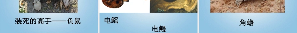 五年级科学下册 动物的防御1课件 鄂教版