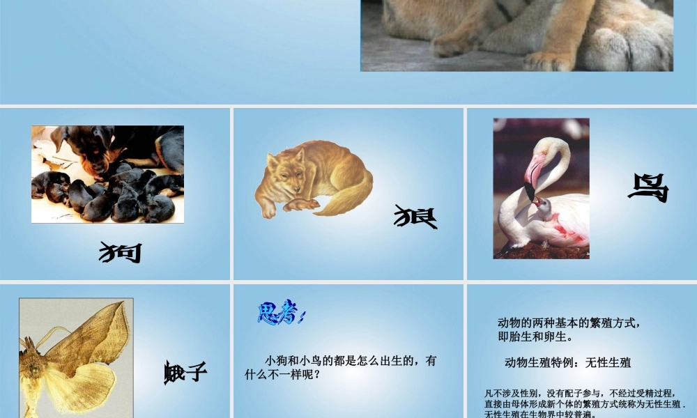 五年级科学下册 动物怎样繁殖后代1课件 苏教版