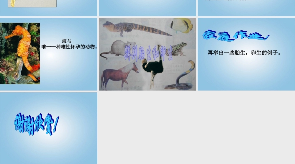 五年级科学下册 动物怎样繁殖后代1课件 苏教版