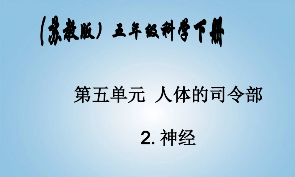 五年级科学下册 神经1课件 苏教版