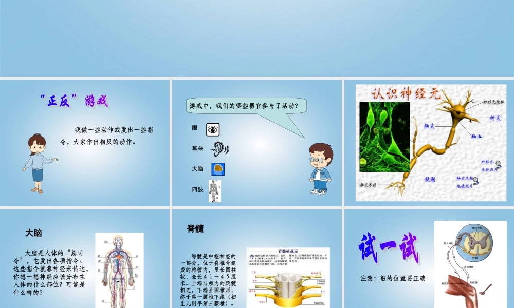 五年级科学下册 神经1课件 苏教版