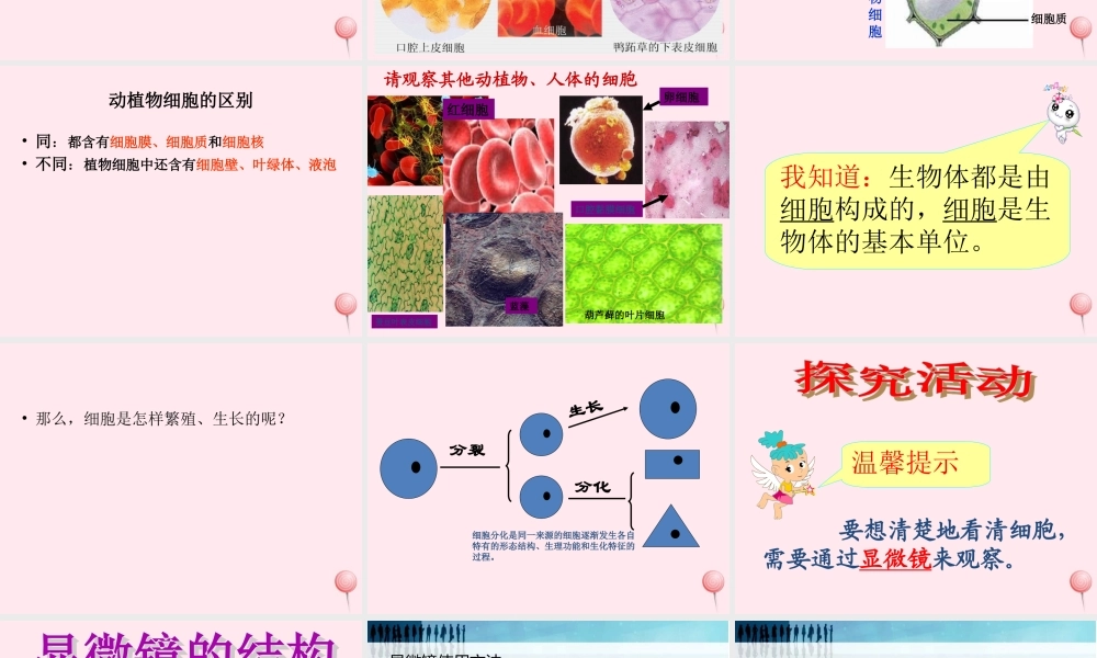 五年级科学下册 第一单元 人的一生 第1课《细胞》课件1 青岛版五四制-青岛版小学五年级下册自然科学课件