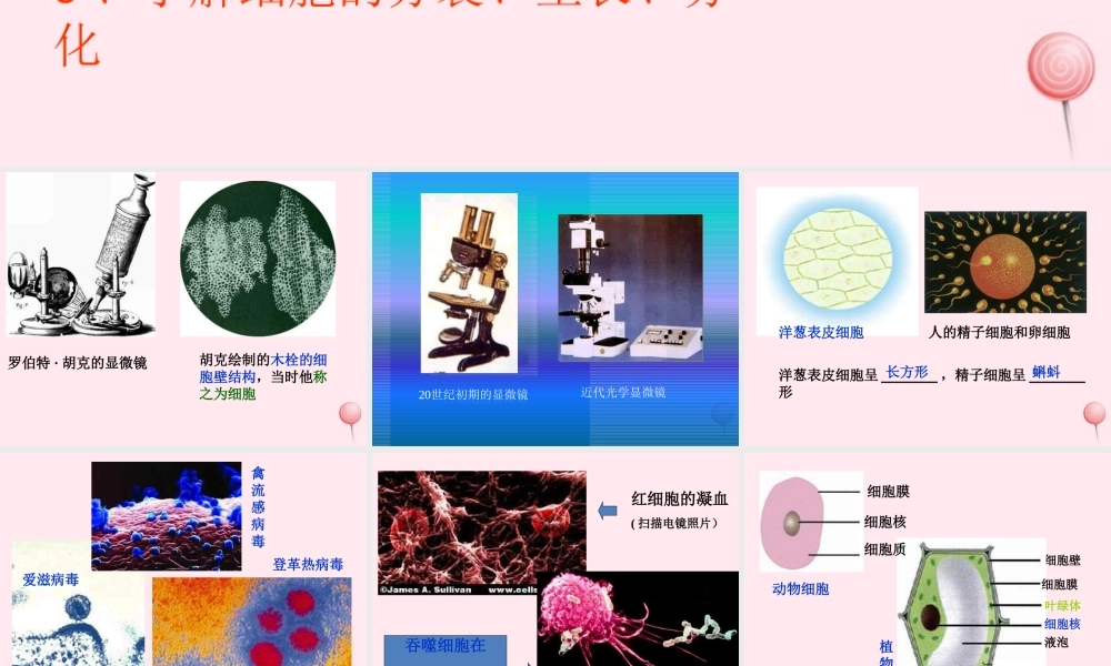 五年级科学下册 第一单元 人的一生 第1课《细胞》课件2 青岛版五四制-青岛版小学五年级下册自然科学课件