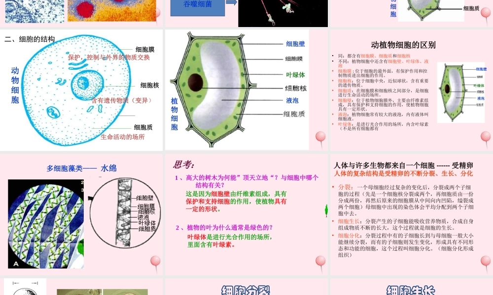 五年级科学下册 第一单元 人的一生 第1课《细胞》课件2 青岛版五四制-青岛版小学五年级下册自然科学课件