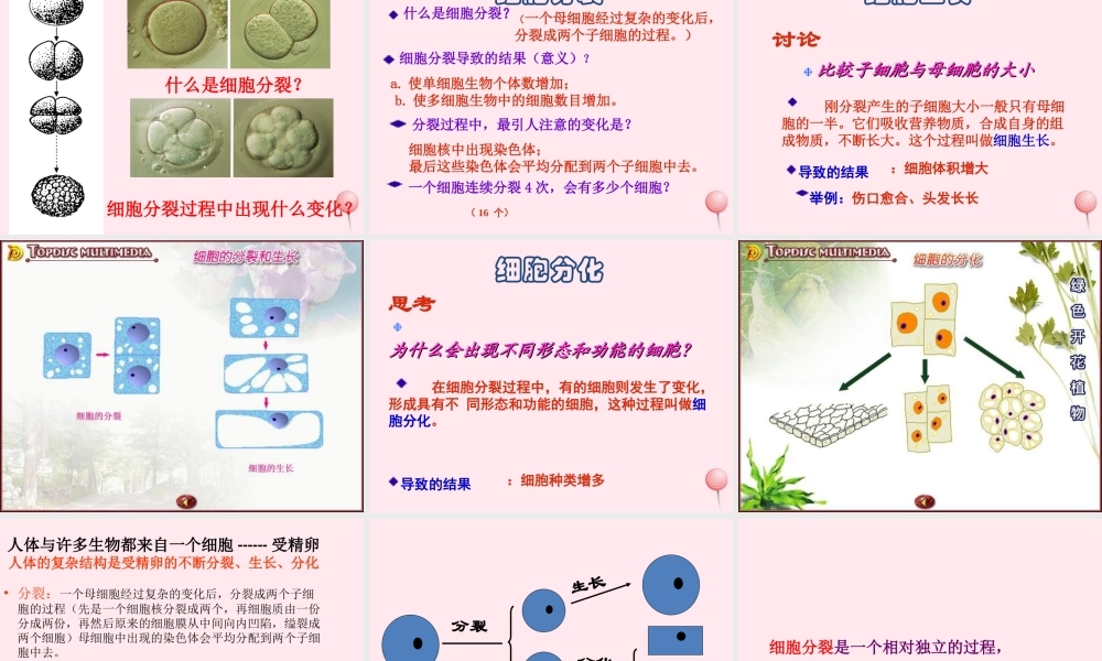 五年级科学下册 第一单元 人的一生 第1课《细胞》课件2 青岛版五四制-青岛版小学五年级下册自然科学课件