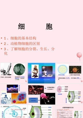 五年级科学下册 第一单元 人的一生 第1课《细胞》课件2 青岛版五四制-青岛版小学五年级下册自然科学课件
