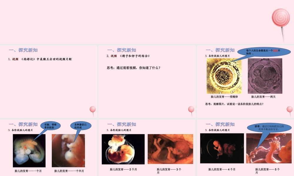 五年级科学下册 第一单元 人的一生 第2课《我从哪里来》课件2 青岛版五四制-青岛版小学五年级下册自然科学课件