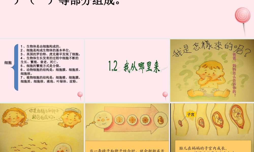 五年级科学下册 第一单元 人的一生 第2课《我从哪里来》课件3 青岛版五四制-青岛版小学五年级下册自然科学课件