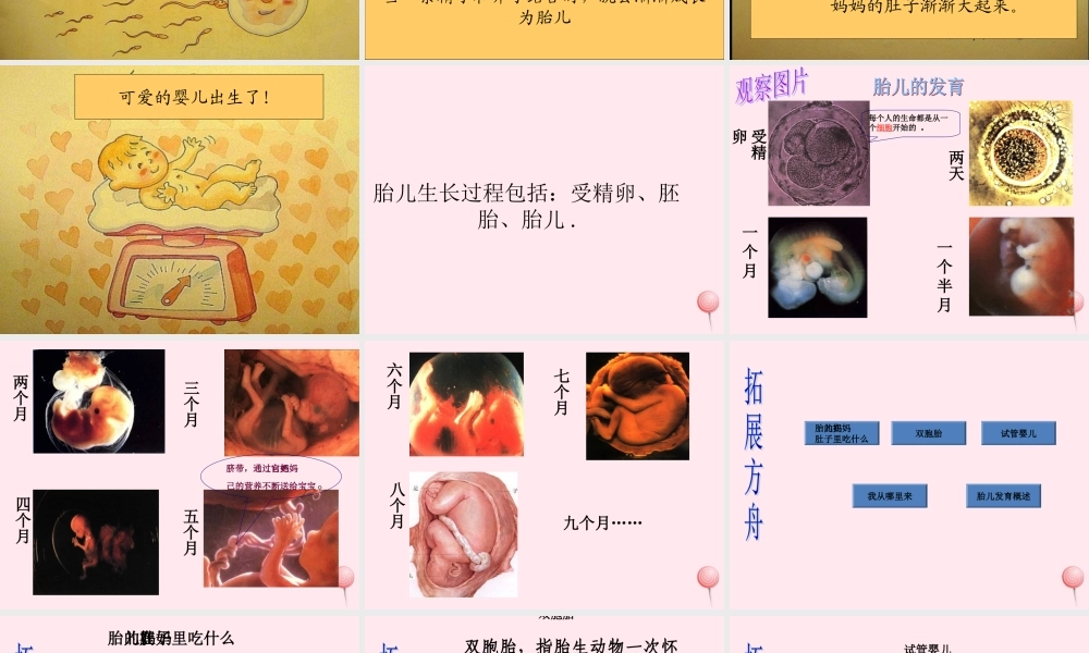 五年级科学下册 第一单元 人的一生 第2课《我从哪里来》课件3 青岛版五四制-青岛版小学五年级下册自然科学课件