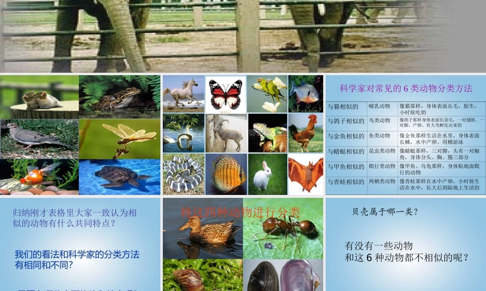 五年级科学下册 形形色色的动物2课件 鄂教版