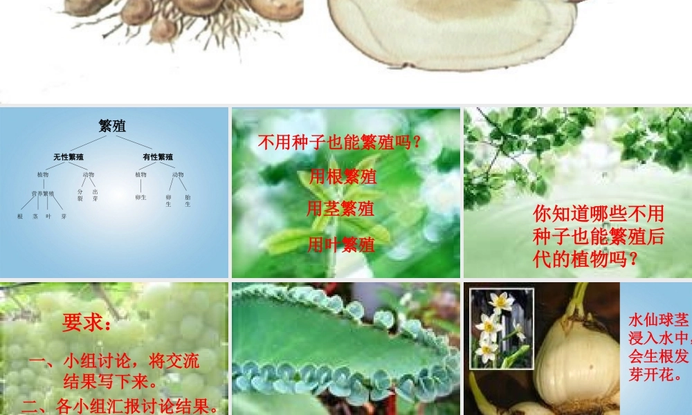 五年级科学下册 落地生根3课件 冀教版