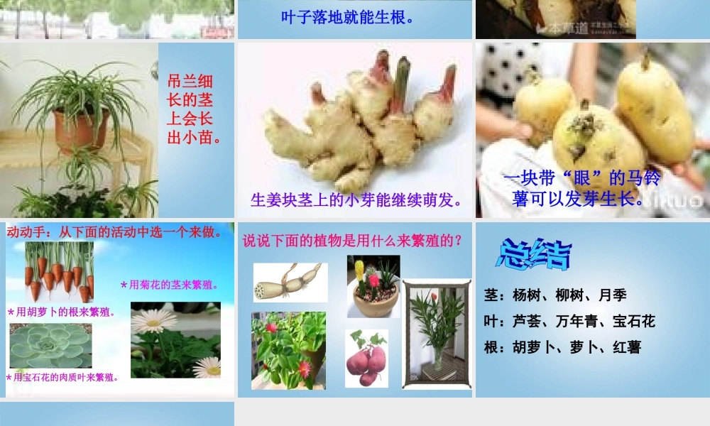 五年级科学下册 落地生根3课件 冀教版