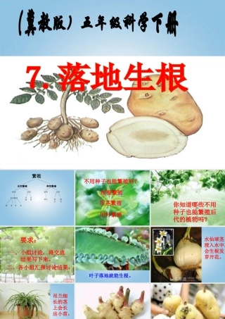五年级科学下册 落地生根3课件 冀教版