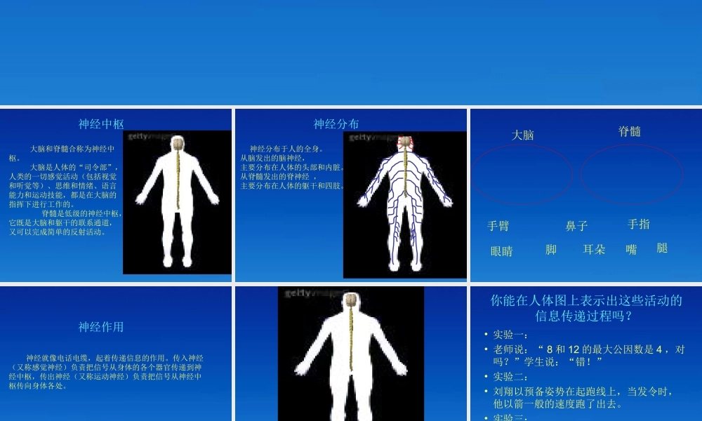 五年级科学下册 神经3课件 苏教版