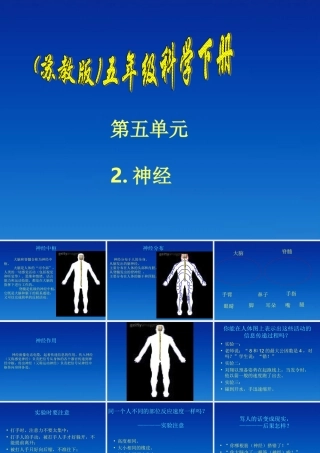 五年级科学下册 神经3课件 苏教版
