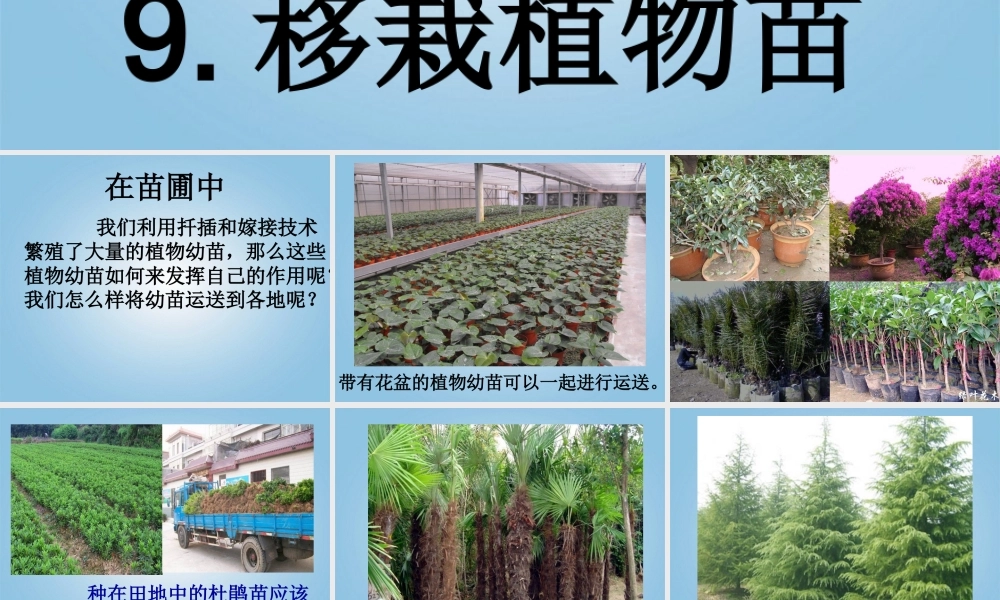 五年级科学下册 移栽植物苗1课件 鄂教版
