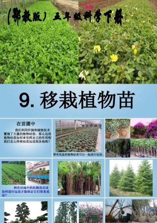 五年级科学下册 移栽植物苗1课件 鄂教版