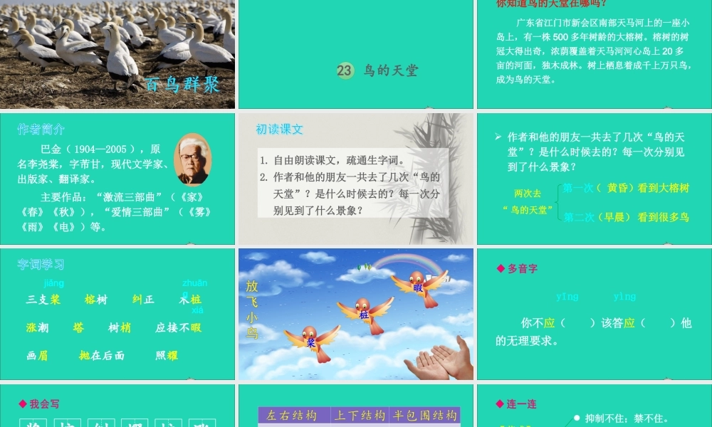 五年级语文上册 第七单元 23 鸟的天堂课件