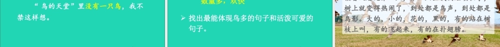 五年级语文上册 第七单元 23 鸟的天堂课件