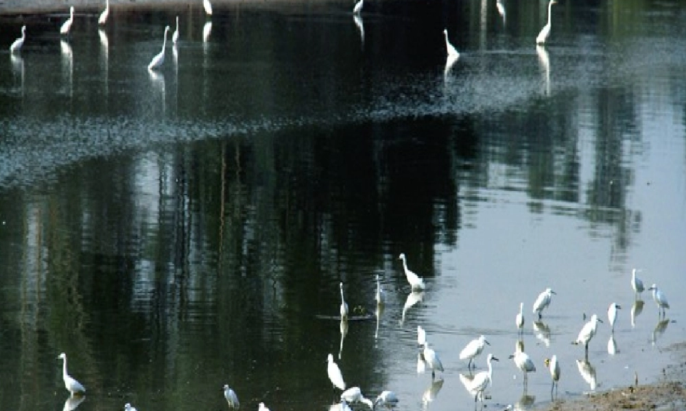 五年级语文上册 第七单元 最后一只白鹭鸶课件1 鄂教版-鄂教版小学五年级上册语文课件