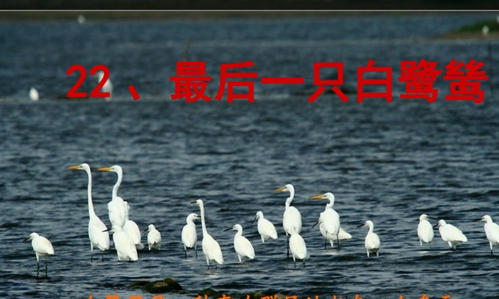 五年级语文上册 第七单元 最后一只白鹭鸶课件2 鄂教版-鄂教版小学五年级上册语文课件