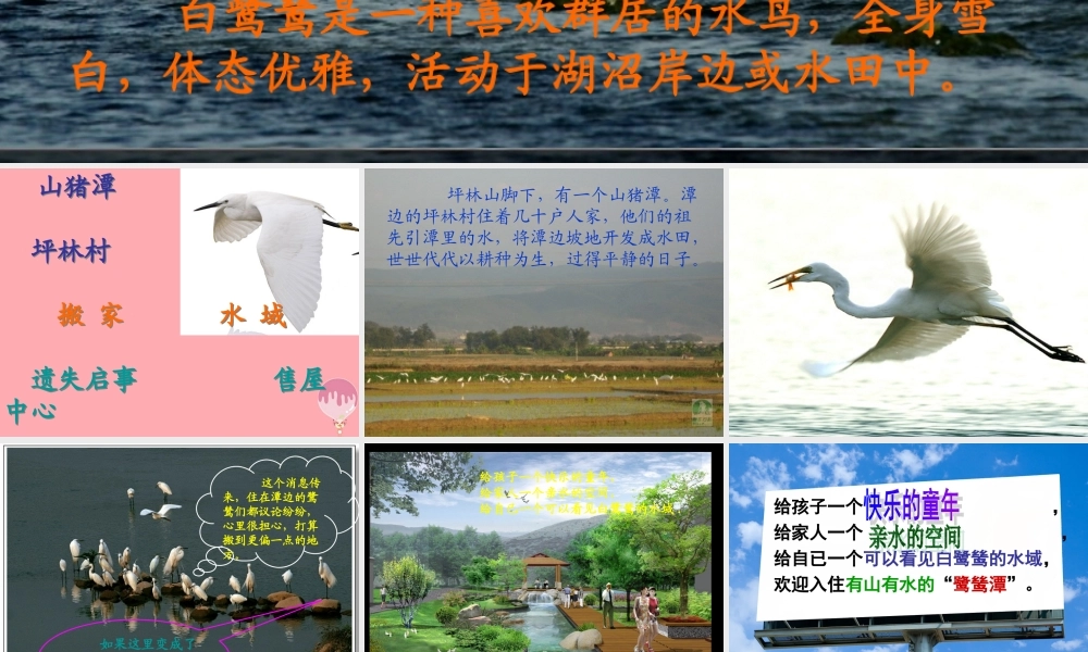 五年级语文上册 第七单元 最后一只白鹭鸶课件2 鄂教版-鄂教版小学五年级上册语文课件