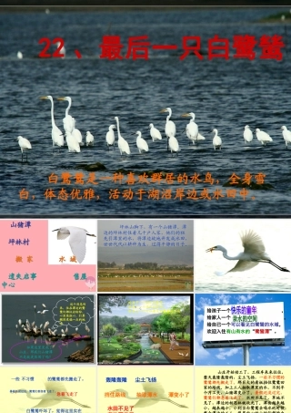 五年级语文上册 第七单元 最后一只白鹭鸶课件2 鄂教版-鄂教版小学五年级上册语文课件