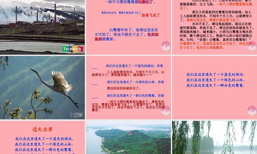 五年级语文上册 第七单元 最后一只白鹭鸶课件3 鄂教版-鄂教版小学五年级上册语文课件