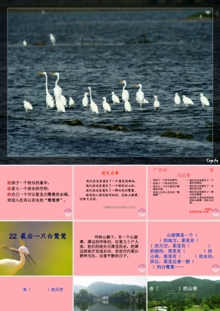 五年级语文上册 第七单元 最后一只白鹭鸶课件3 鄂教版-鄂教版小学五年级上册语文课件