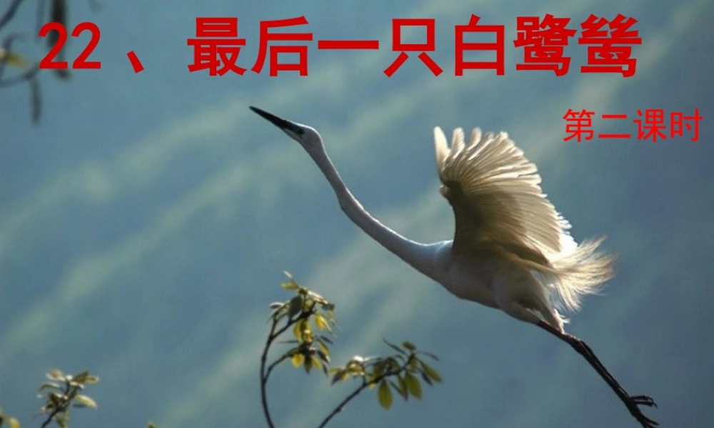 五年级语文上册 第七单元 最后一只白鹭鸶课件4 鄂教版-鄂教版小学五年级上册语文课件