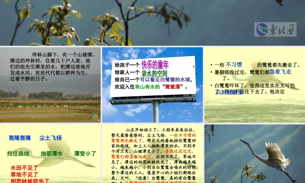 五年级语文上册 第七单元 最后一只白鹭鸶课件4 鄂教版-鄂教版小学五年级上册语文课件