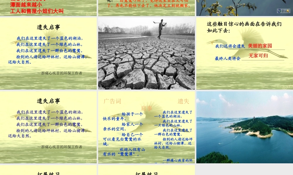 五年级语文上册 第七单元 最后一只白鹭鸶课件4 鄂教版-鄂教版小学五年级上册语文课件