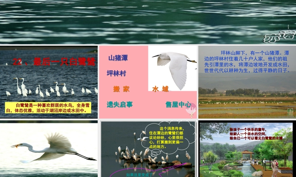 五年级语文上册 第七单元 最后一只白鹭鸶课件5 鄂教版-鄂教版小学五年级上册语文课件