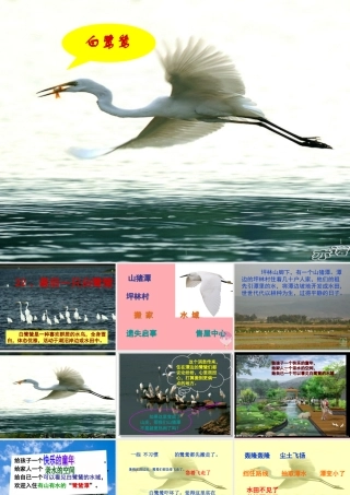 五年级语文上册 第七单元 最后一只白鹭鸶课件5 鄂教版-鄂教版小学五年级上册语文课件