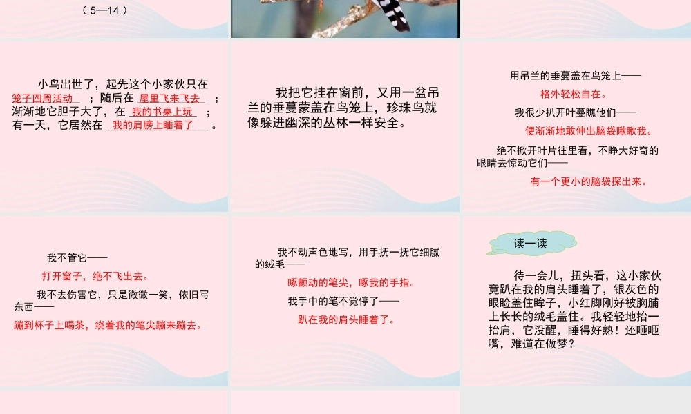 五年级语文上册 第一单元 2《珍珠鸟》参考课件 冀教版-冀教版小学五年级上册语文课件