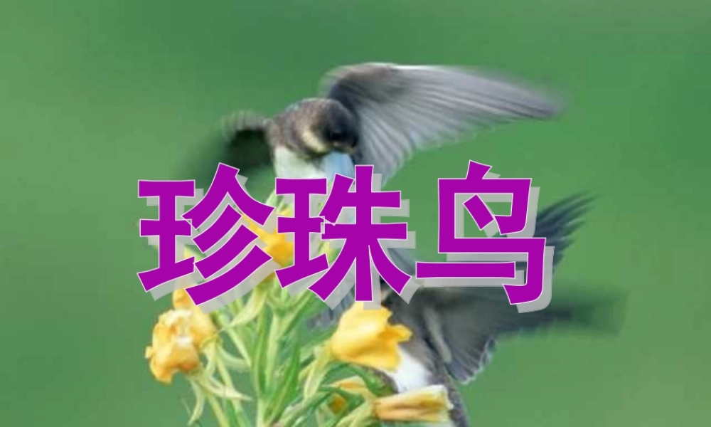 五年级语文上册 第一单元 2《珍珠鸟》同步教学课件 冀教版-冀教版小学五年级上册语文课件