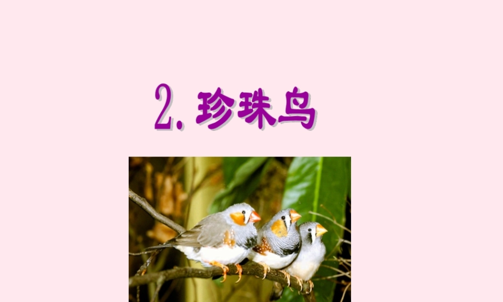 五年级语文上册 第一单元 2《珍珠鸟》同步课件 冀教版-冀教版小学五年级上册语文课件