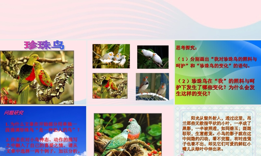 五年级语文上册 第一单元 2《珍珠鸟》同步优质课件 冀教版-冀教版小学五年级上册语文课件